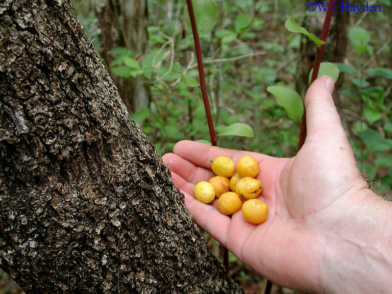 Byrsonima crassifolia